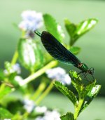 beautiful demoiselle ex IMG_0935 (1000).JPG