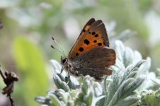 Small Copper lt 1.jpg