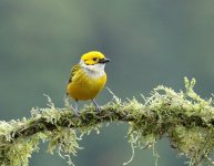 silvery throated tanager.JPG