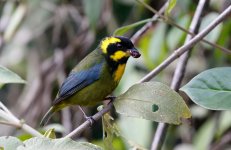 mmz gold ringed g tanager.JPG