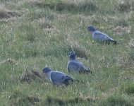 Stock Dove_Girdle Ness_290320a.jpg