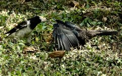 DSC07202 Asian Koel with Black-necked Starling parent @ DB.jpg