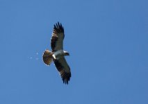 Booted Eagle with prey Sep 15_11.jpg