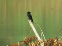 Crow-billed Drongo.jpg