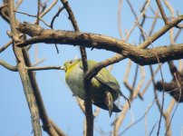 Orange-breasted Green Pigeon.jpg