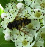 Epistrophe elegans (poss) ex IMG_0972.JPG