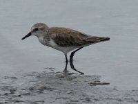 Semipalmated Sandpiper¿¿¿_____ (3) [1600x1200].jpg