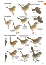 Heathwrens and Fieldwrens crop.jpg