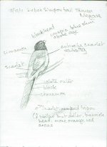 Scarlet-rumped Trogon field sketch_edited-1.jpg