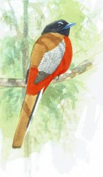 Scarlet-rumped Trogon watercolour_edited-1.jpg