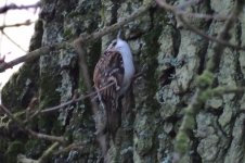 treecreeper_27012020.jpg