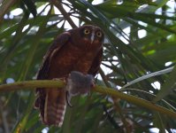 rufous owl with possum.JPG