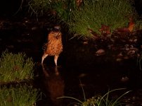 buffy f owl paddling.JPG