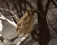 blak fish owl on perch.JPG