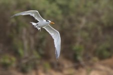 20200112 (80)_West_African_Crested_Tern.JPG