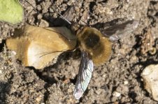 0189 Bee Fly BF.jpg