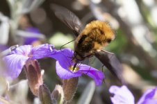 0188 Bee Fly BF.jpg