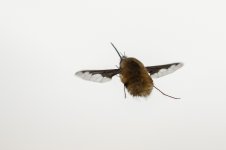 0190 Bee Fly BF.jpg