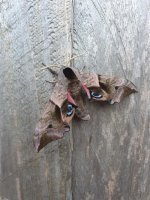 Eyed Hawkmoth 20 May.jpg