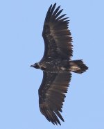 Black Vulture_7066.jpg