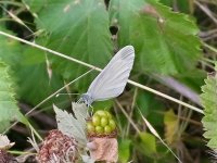 Wood White thumb.jpg