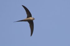 20200110 (9)_African_Palm_Swift.JPG