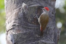 20200110 (11)_African_Grey_Woodpecker.JPG