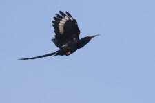 20200110 (12)_Green_Woodhoopoe.JPG