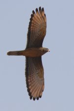 20200110 (17)_Grasshopper_Buzzard.JPG