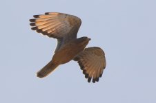 20200110 (20)_Grasshopper_Buzzard.JPG