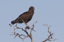 20200110 (21)_Brown_Snake_Eagle.JPG