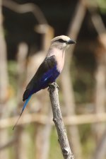 20200110 (22)_Blue-bellied_Roller.JPG