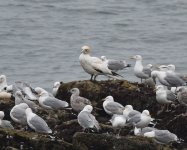 Gannet_Girdle Ness_180620a.jpg