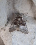 Nut Tree Tussock.jpg