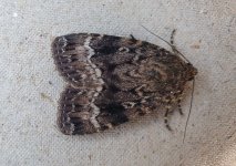 Copper underwing.jpg