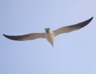 Possible Olrogs Gull Mostardas.jpg