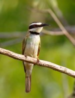 white throat bee-eater.jpg