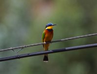 blue breasted bee eater.JPG