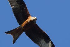 20200325 (10)_Red_Kite.JPG