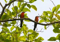 pair of bee-eater rosy.JPG