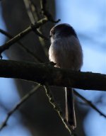 long tailed tit2.jpg