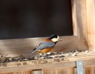 varied tit.JPG