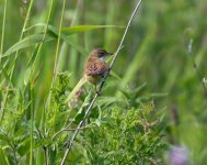 unidentified bird1.jpg