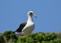 laysan albatross.JPG