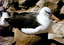 Black-browed albatross.JPG