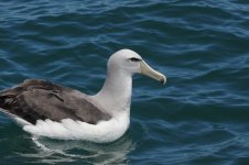 White-capped Albatross.JPG