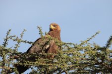 steppe eagle.JPG