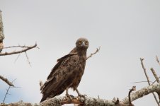 brown snake eagle.JPG