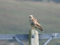 Buzzard2.JPG