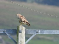 Buzzard4.JPG